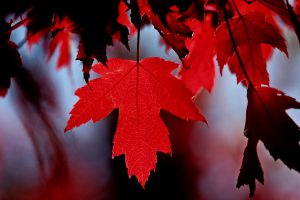 autumn leaves