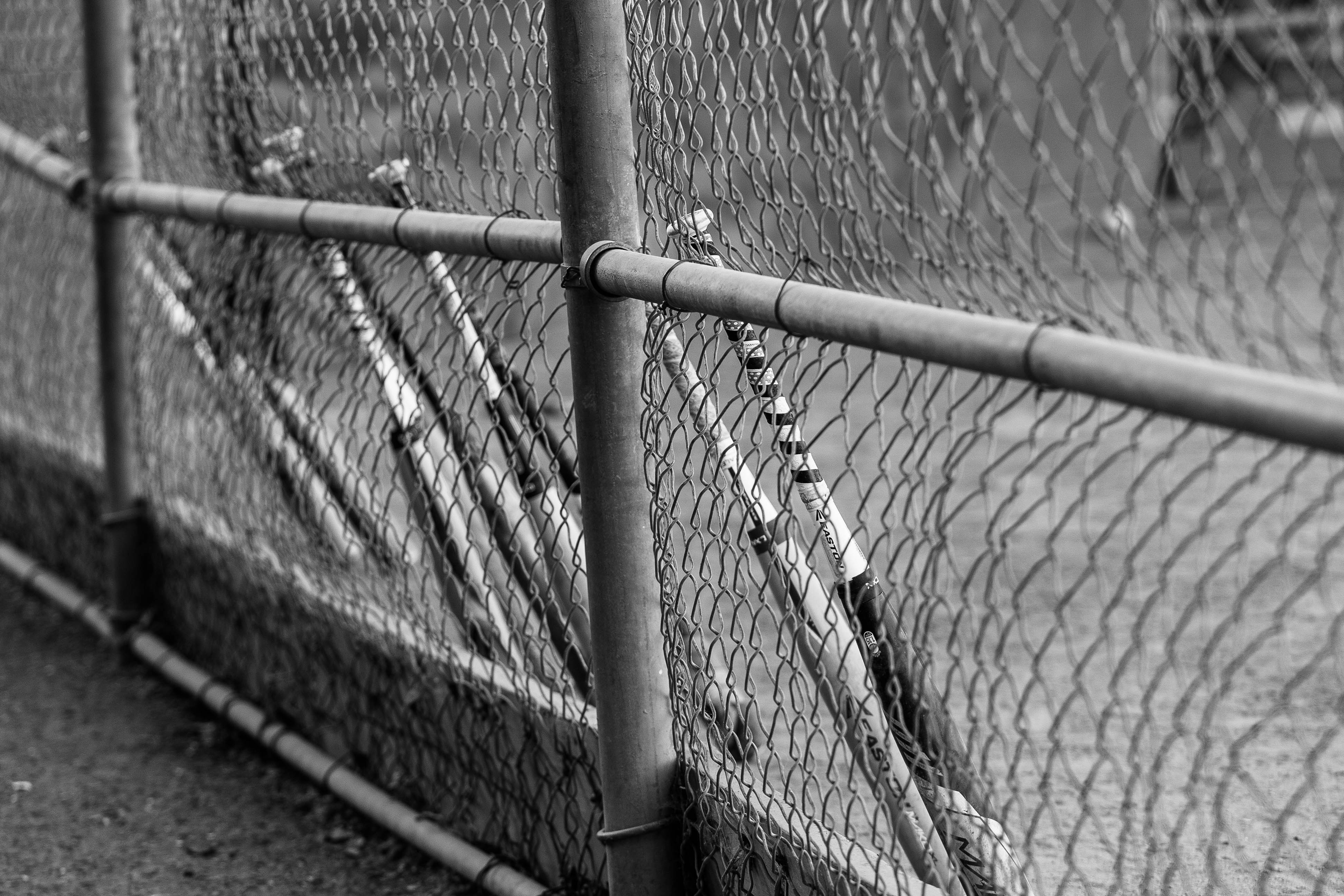 bats on fence b&w