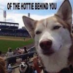 baseball dog selfie