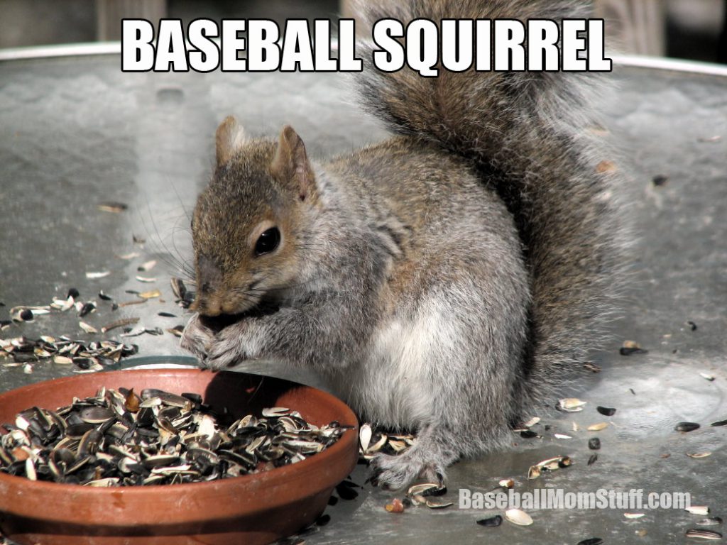 baseball squirrel